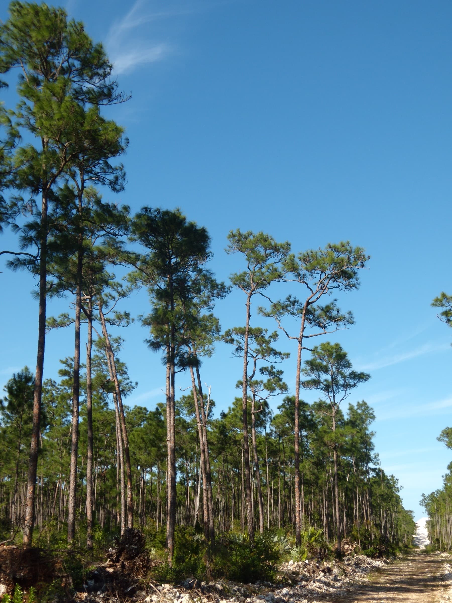 Caribbean pine forest with tall trunks along a dirt road, South Andros Island