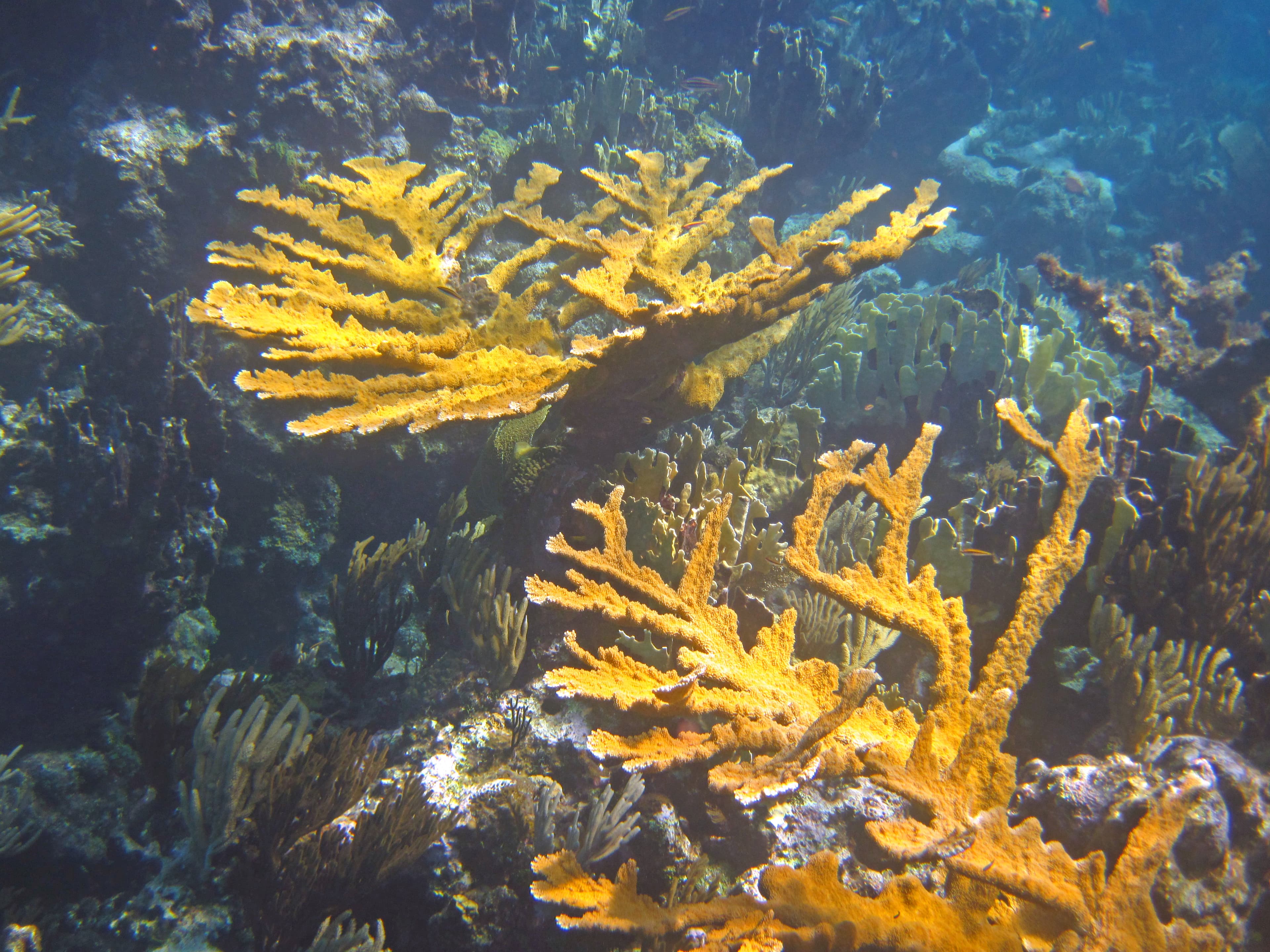 Elkhorn coral, Acropora palmata, on a reef near San Salvador Island