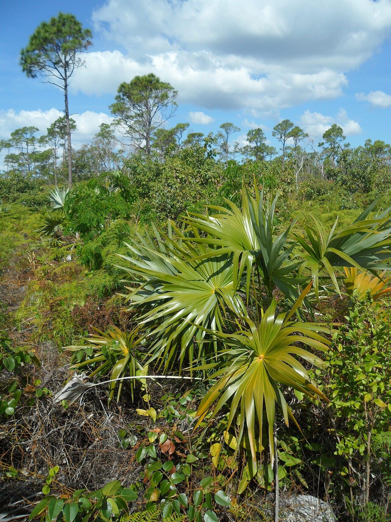 Caribbean pine with silver thatch palm understory