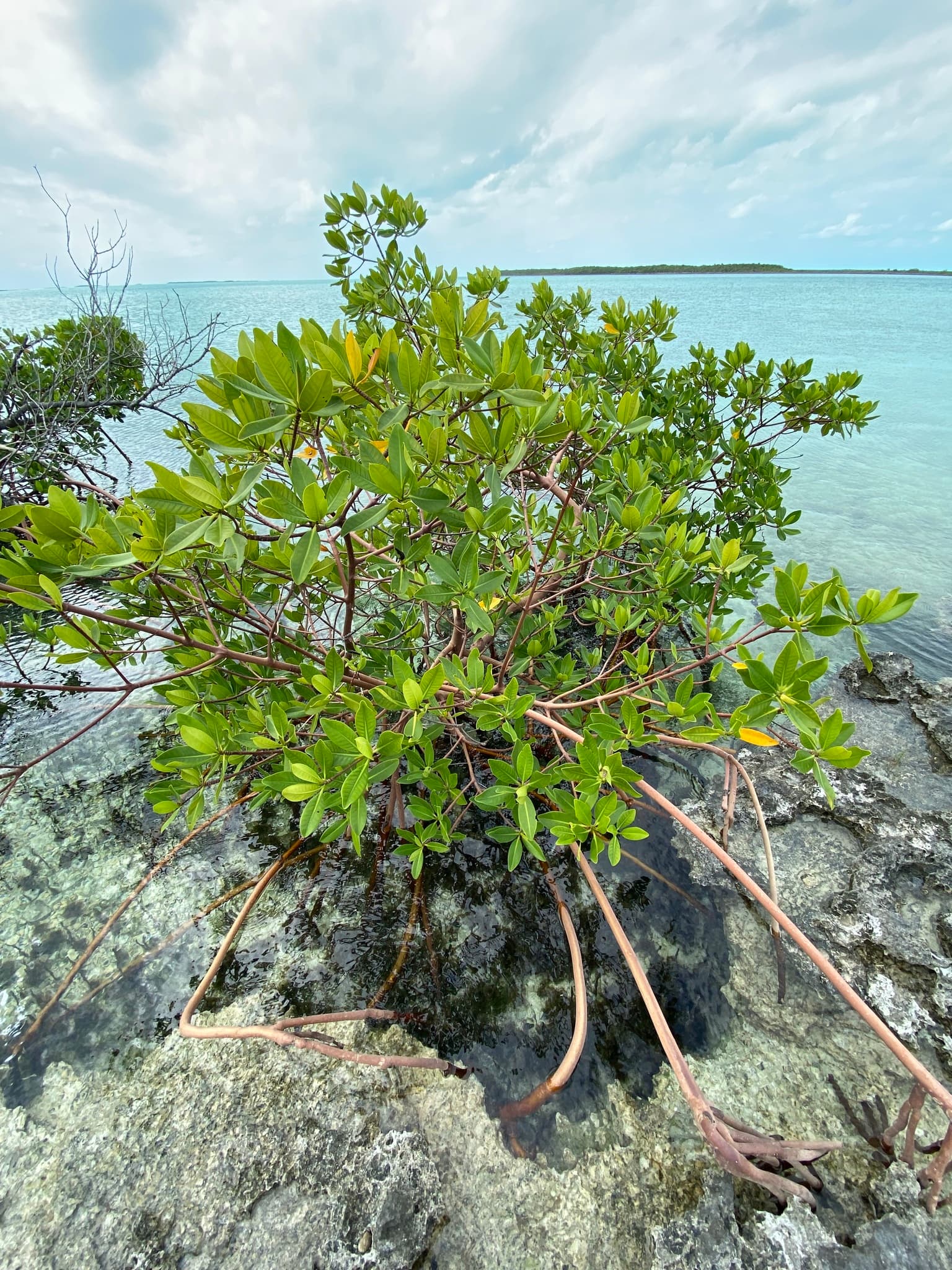 Red mangrove growing in shallow turquoise water, Exuma