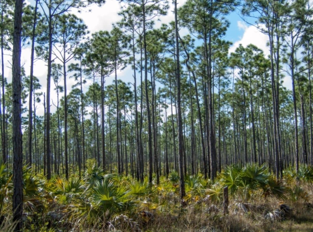Bahamian pine forest with slender trunks rising above a thatch palm understory