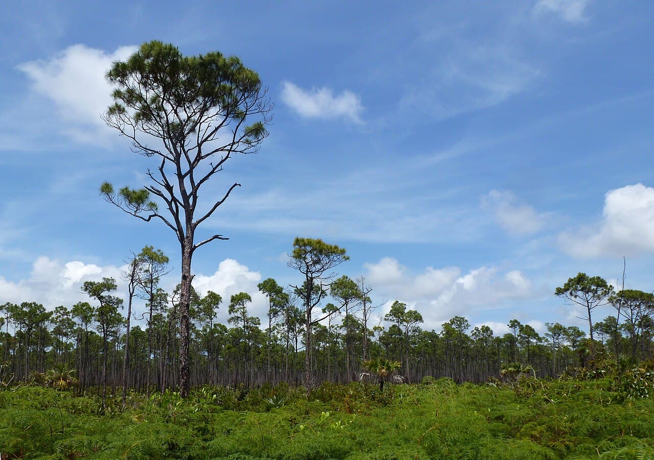 Caribbean pine forest on Grand Bahama