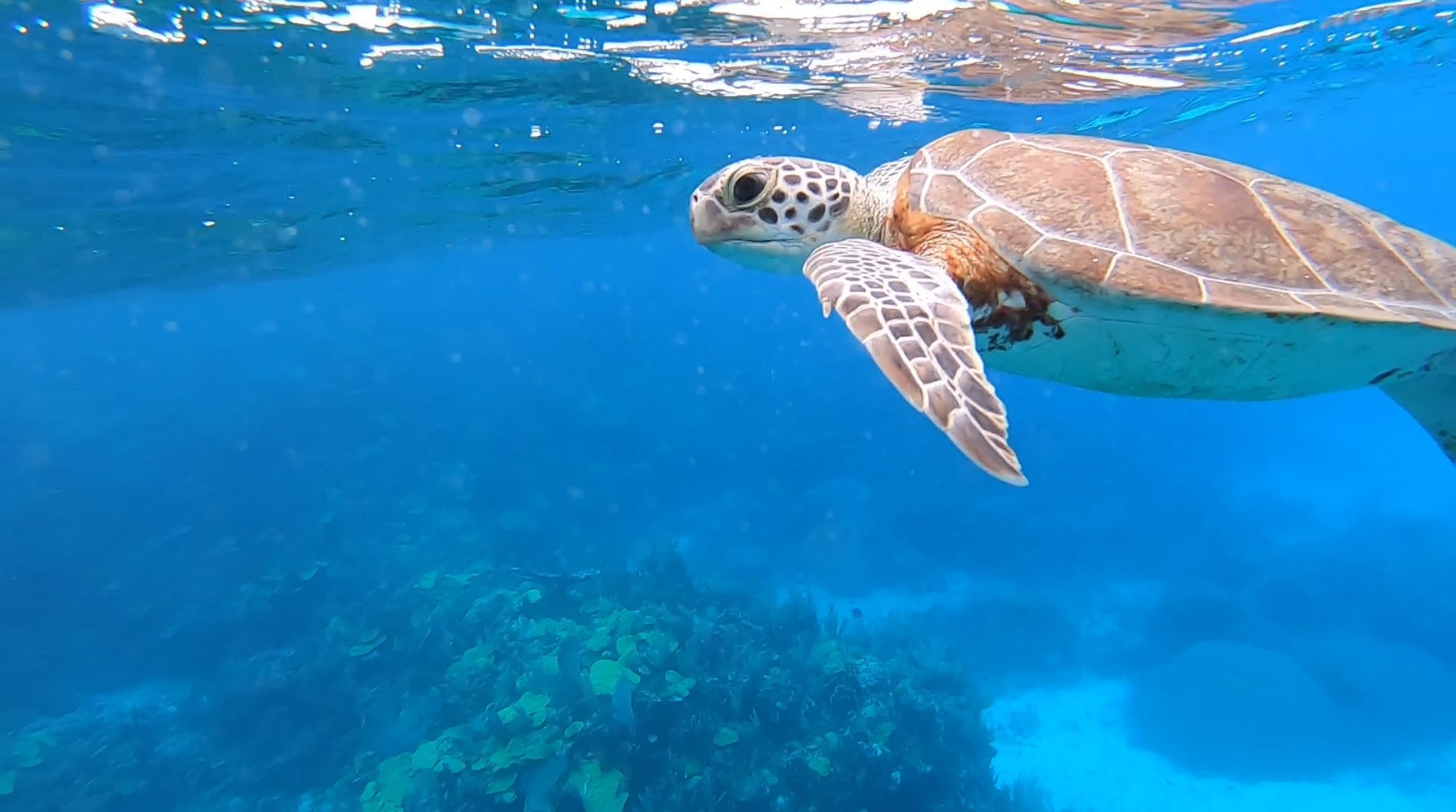 Green sea turtle over a coral reef, Abacos